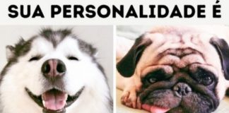Teste: que raça de cachorro mais combina com sua personalidade?