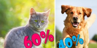 TESTE: A Sua Personalidade É Mais Parecida Com Gato Ou Cão?!
