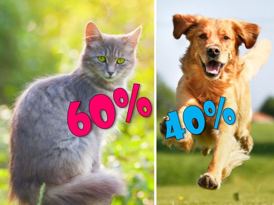 TESTE: A Sua Personalidade É Mais Parecida Com Gato Ou Cão?!