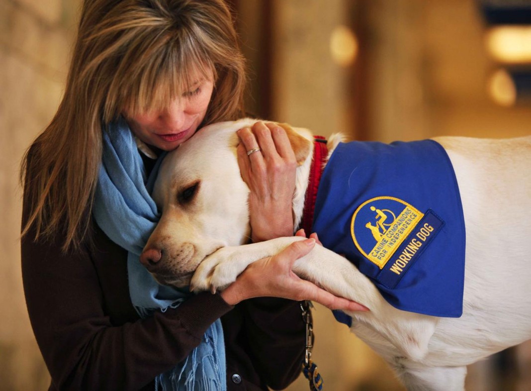 ONG treina cachorros para confortarem vítimas de abuso