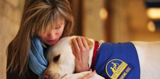 ONG treina cachorros para confortarem vítimas de abuso