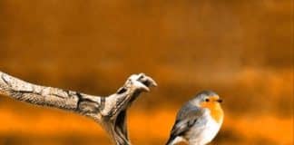 Quão dramático você é? Psicólogos elaboraram teste para descobrir. Confira e descubra