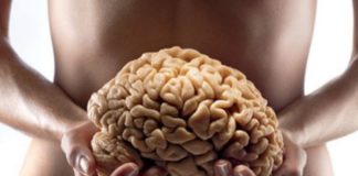 Comprovada a ligação Intestino x Cérebro