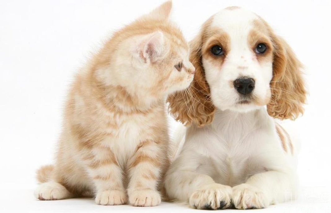 Ter cão ou gato diz muito sobre personalidade do dono, diz estudo