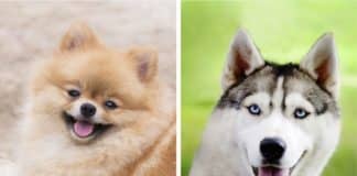 É isso que acontece ao cruzar diferentes raças de cachorros