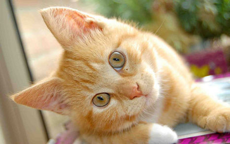 fasdapsicanalise.com.br - O que podemos aprender com os gatos?