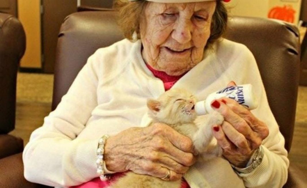 Filhotes de gato são levados até casas de repouso e devolvem alegria para a vida de idosos abandonados