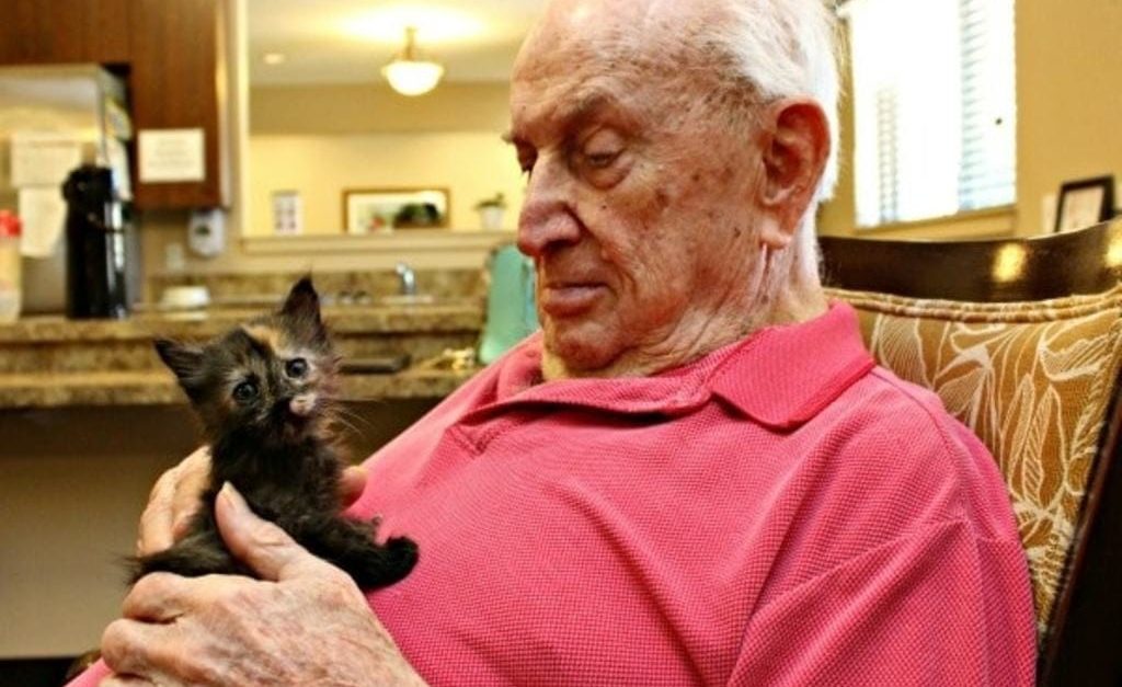 fasdapsicanalise.com.br - Filhotes de gato são levados até casas de repouso e devolvem alegria para a vida de idosos abandonados