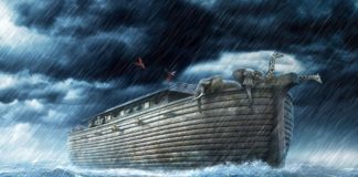 As 13 lições que aprendi com a Arca de Noé…