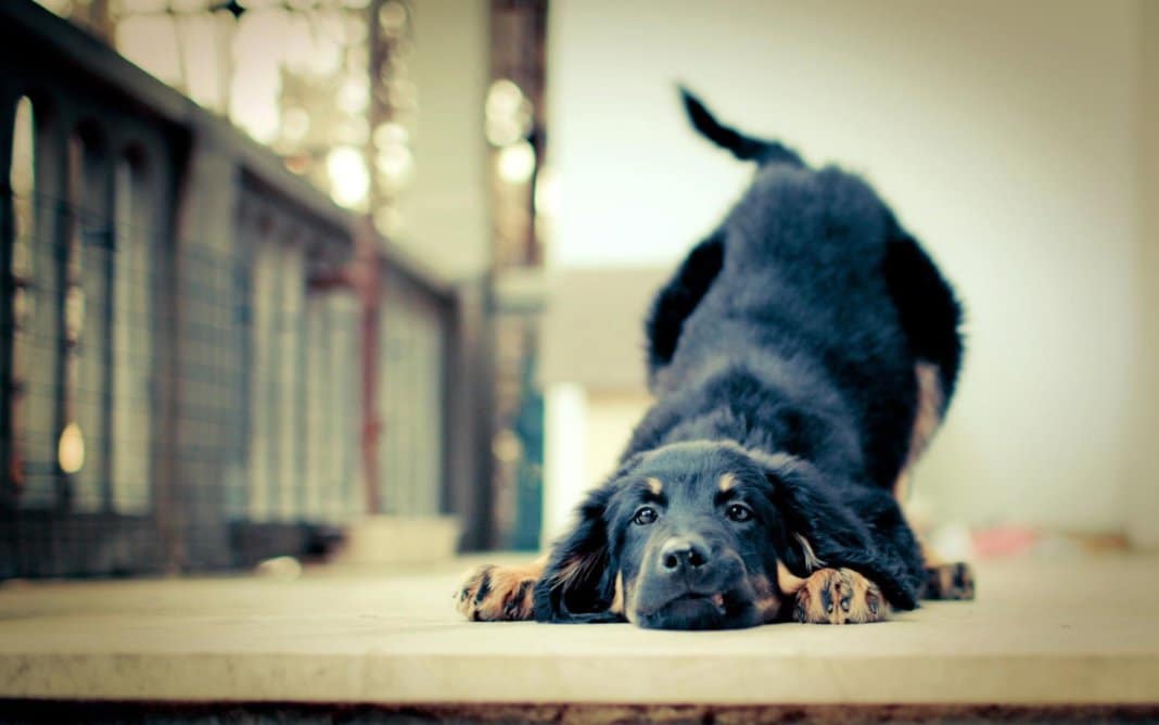 CÃODOG SEU CACHORRO ESTÁ CHORANDO MUITO? VEJA O QUE PODE SER