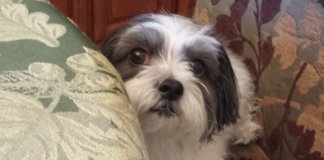 SEU CÃO NÃO GOSTOU DE ALGUÉM? A CIÊNCIA MOSTRA QUE ELE TEM RAZÃO