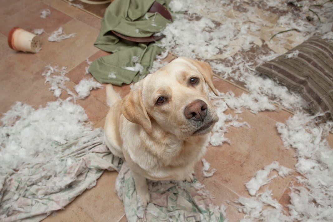 SEU CÃO ANDA DESOBEDECENDO? SAIBA COMO CORRIGI-LO
