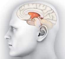 fasdapsicanalise.com.br - Terapia: Desabafar muda o c&eacute;rebro
