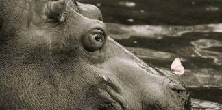 Seja humilde com todos, mas não seja tonto de ninguém