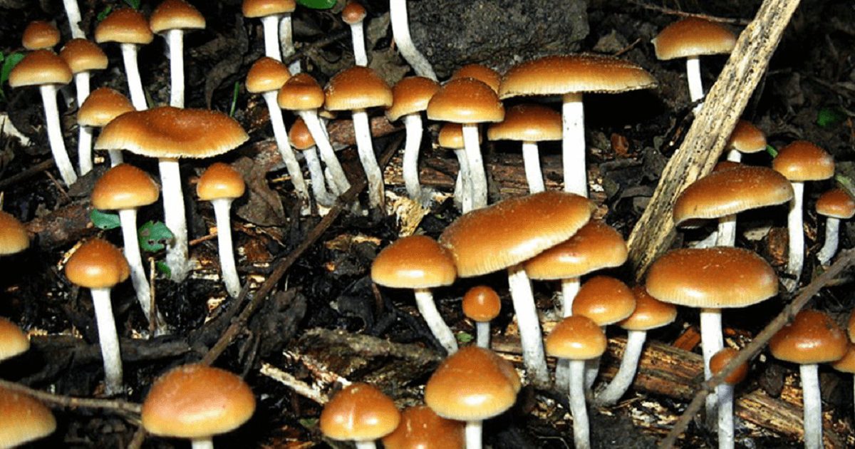 cogumelos-alucinogenos-dao-reset-no-cerebro-de-pessoas-com-depressao
