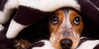 O cachorro escuta tudo