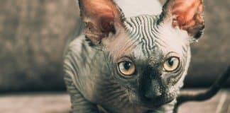 Medo e antipatia excessiva por gatos ou o receio de amores muito independentes