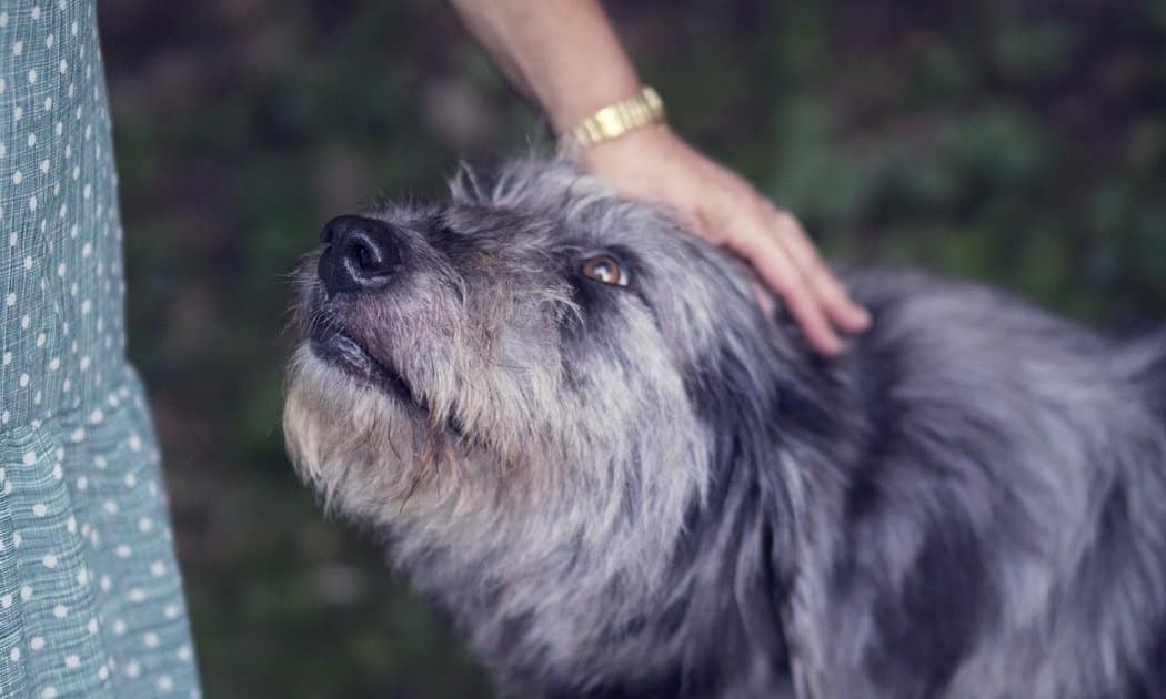 A-perda-do-animal-de-estimação