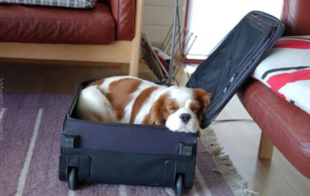 “Você deixa de viajar por não ter com quem deixar seu animalzinho?” texto que viralizou na rede