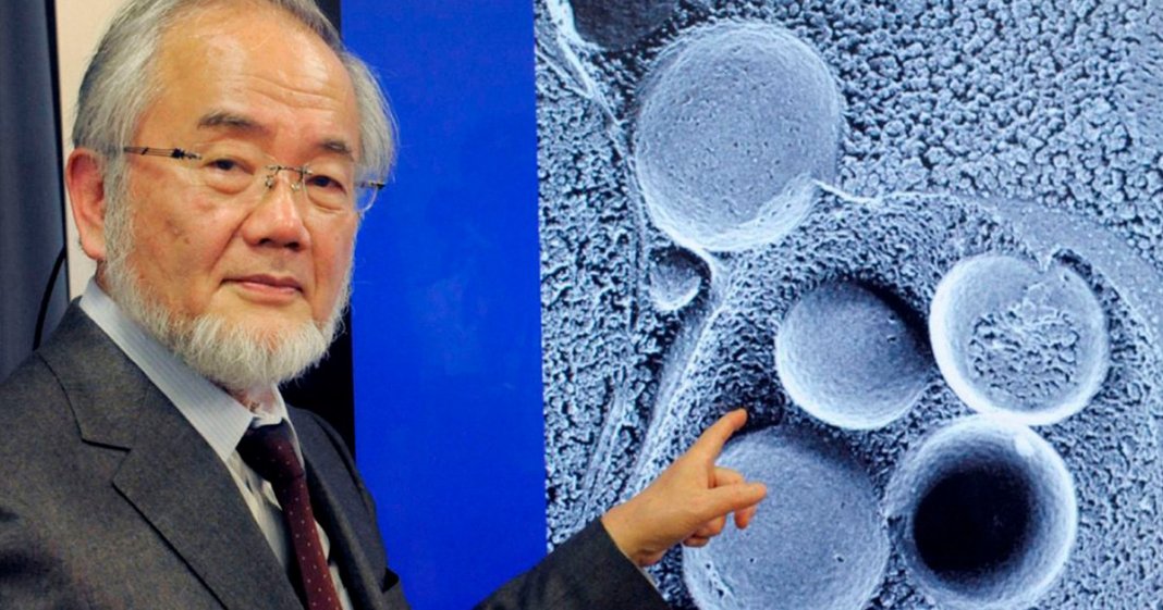 Nobel de medicina é categórico: Jejum é muito melhor do que comer a cada 3 horas
