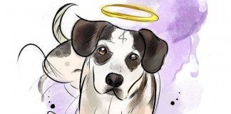 Morte de cãozinho em supermercado gera revolta e apelo contra maus-tratos a animais