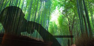 A fábula da samambaia e do bambu que você deve ler quando passar por um momento difícil