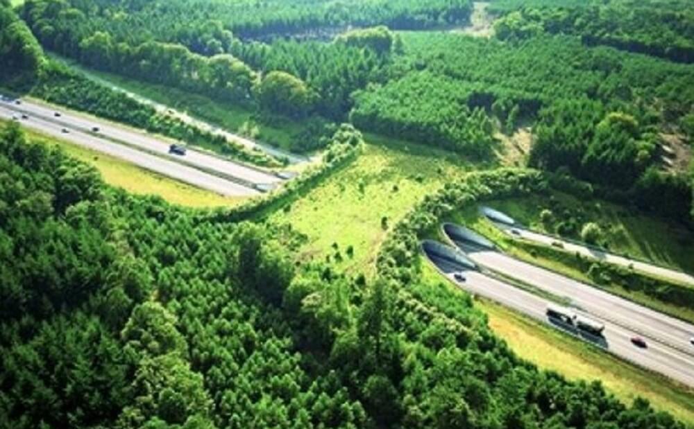 Alemanha cria ponte apenas para passagens de animais