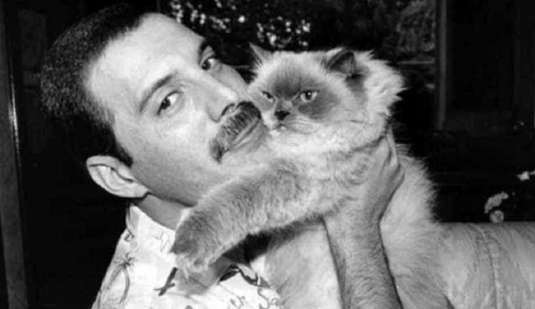 O-tempo-gasto-com-gatos-nunca-é-tempo-perdido “O tempo gasto com gatos nunca é tempo perdido” – Sigmund Freud