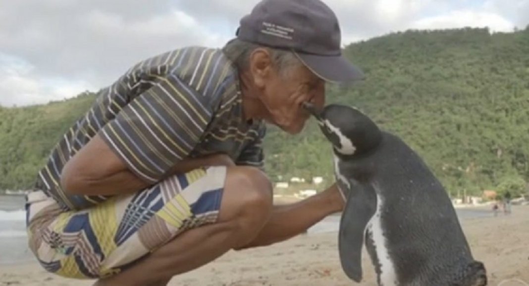 Pinguim viaja todos os anos para o Rio de Janeiro para agradecer brasileiro que salvou sua vida!