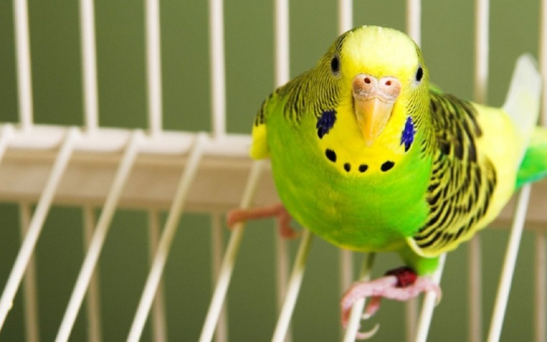 Índia toma decisão histórica e proíbe encarceramento de pássaros em gaiolas