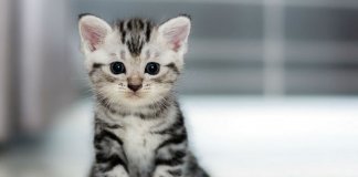 Adotar um gato alonga a vida: eles combatem a depressão e fazem bem ao coração