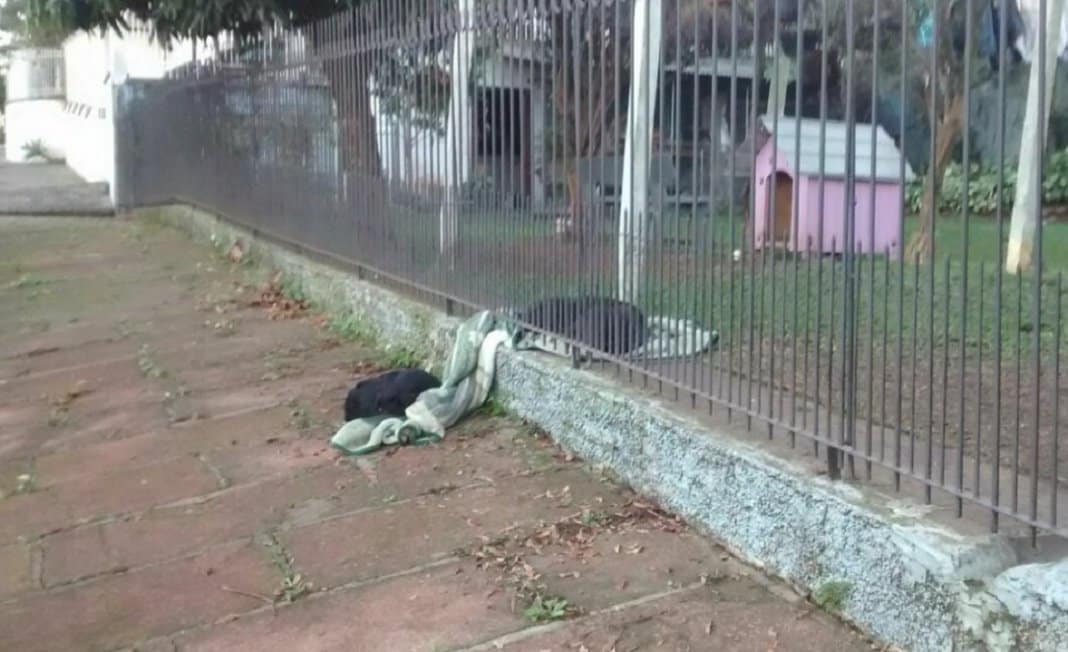 Cachorrinha arrasta o seu novo cobertor para compartilhar com um cão abandonado