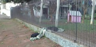 Cachorrinha arrasta o seu novo cobertor para compartilhar com um cão abandonado