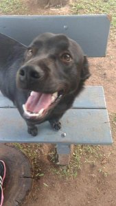 fasdapsicanalise.com.br - Cachorrinha arrasta o seu novo cobertor para compartilhar com um c&atilde;o abandonado