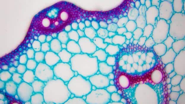 fasdapsicanalise.com.br - A teoria sobre a vida desenvolvida por um cientista chileno que impressionou at&eacute; o Dalai Lama