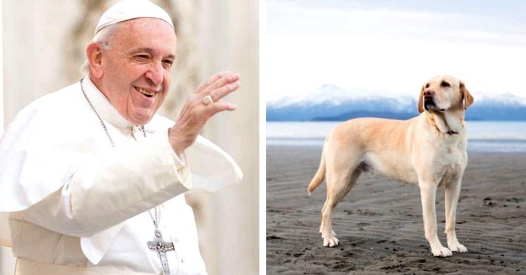 Papa Francisco diz que todos os cães merecem ir para o Céu
