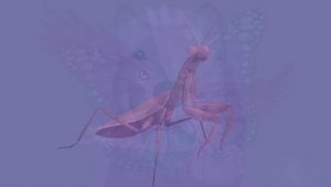 fasdapsicanalise.com.br - O animal que voc&ecirc; v&ecirc; primeiro nesta imagem revela a ess&ecirc;ncia de sua alma