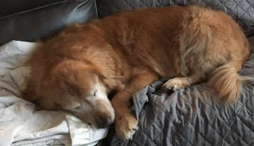 fasdapsicanalise.com.br - Cachorro idoso cego ganha o seu próprio “cão-guia” e recupera a vontade de viver
