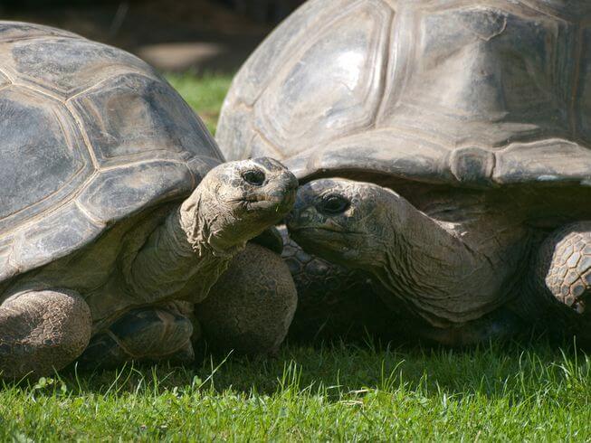 fasdapsicanalise.com.br - O divórcio que chocou os biólogos. Tartarugas se zangam e se separam após 115 anos