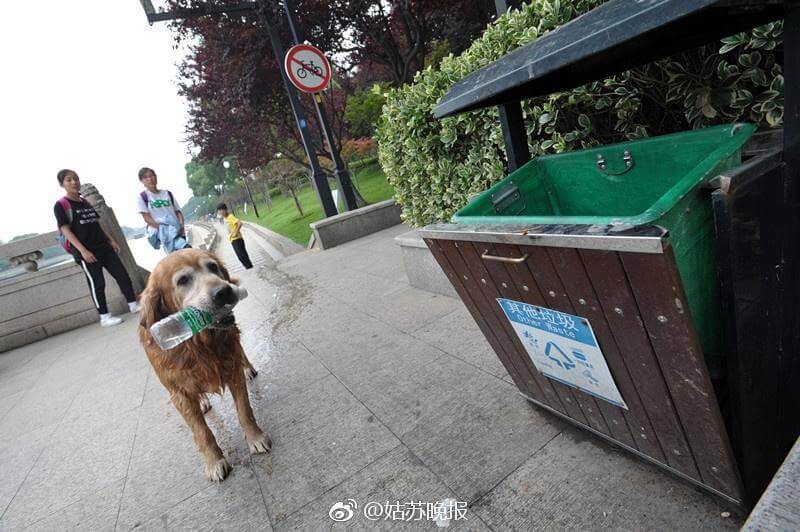 fasdapsicanalise.com.br - Ao longo de 10 anos, cãozinho retira mais de 2.000 garrafas plásticas de rio na China