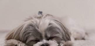 Quando estão dormindo os cães sonham com os seus donos, diz cientista