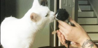 Conheça o gato especial que acolhe e abraça os novos gatinhos que chegam no abrigo