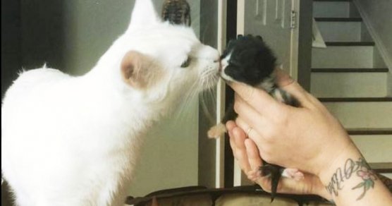 fasdapsicanalise.com.br - Conheça o gato especial que acolhe e abraça os novos gatinhos que chegam no abrigo