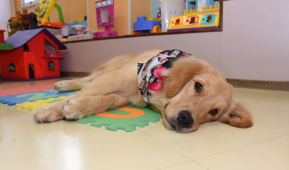 fasdapsicanalise.com.br - Primeira cadela usada em Terapia Assistida por Animais faz sucesso entre as crianças
