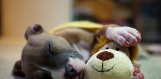 Cachorros sonham com os seus donos, afirma cientista
