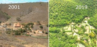 Fotógrafo e Esposa plantaram juntos 2 Milhões De Árvores em 20 Anos e recuperaram uma floresta destruída