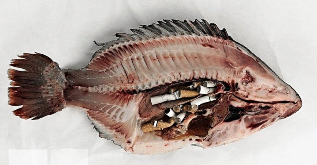 O maior poluente do Planeta não é o plástico mas sim as pontas de cigarro