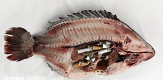 O maior poluente do Planeta não é o plástico mas sim as pontas de cigarro