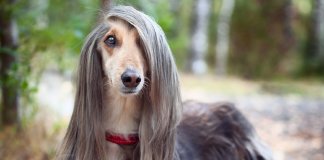 Teste: que tipo de cachorro você é?