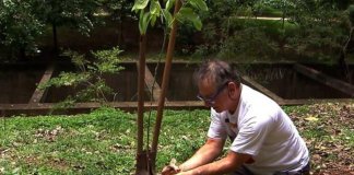 Aposentado plantou 25 mil árvores e recuperou área degradada em SP